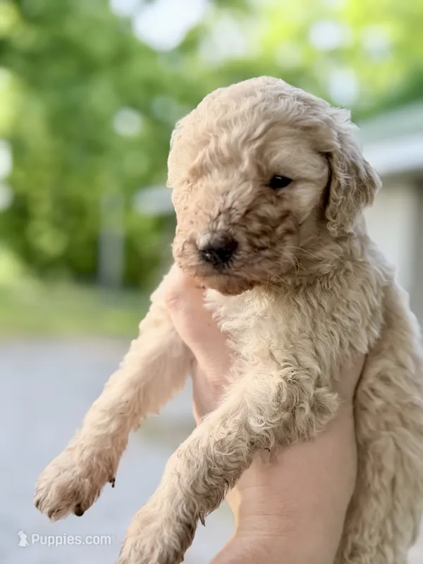 Willa – Goldendoodle puppy for sale in Ava, MO