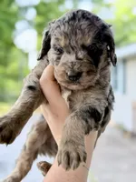 Opal, a female Goldendoodle for sale in Ava, MO – 2 of 2