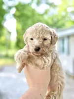 Honey , a female Goldendoodle for sale in Ava, MO – 1 of 1