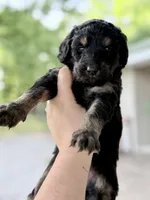 Dottie, a female Goldendoodle for sale in Ava, MO – 2 of 2