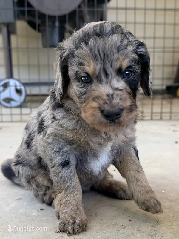 Opal – Goldendoodle puppy for sale in Ava, MO