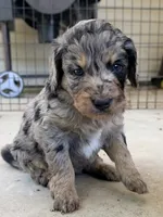 Opal, a female Goldendoodle for sale in Ava, MO – 1 of 2