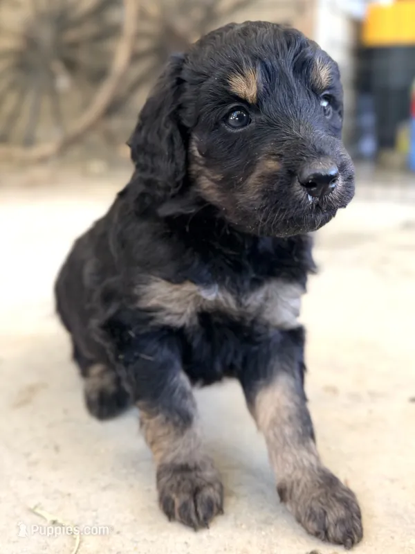 Dottie – Goldendoodle puppy for sale in Ava, MO