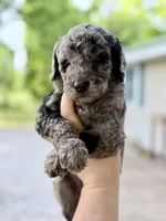 Scout, a male Goldendoodle for sale in Ava, MO – 2 of 2