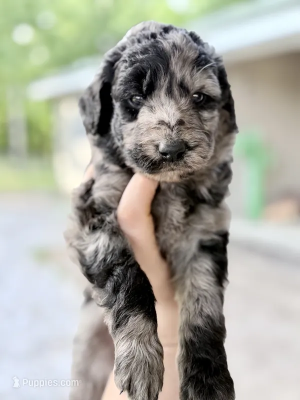 Merle – Goldendoodle puppy for sale in Ava, MO