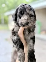Merle, a male Goldendoodle for sale in Ava, MO – 1 of 1