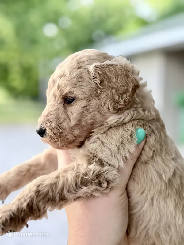 Flint – Goldendoodle puppy for sale in Ava, MO