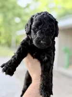 Ruger, a male Goldendoodle for sale in Ava, MO – 1 of 1