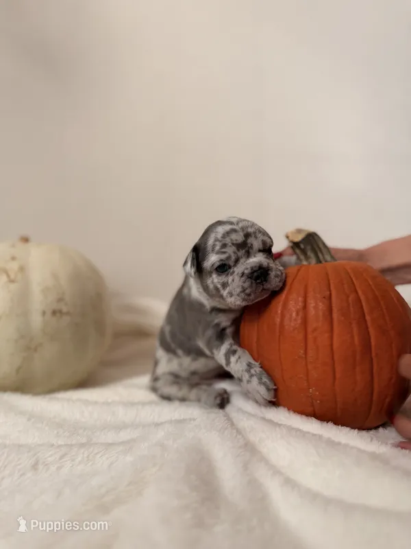 Dehkoo – French Bulldog puppy for sale in San Antonio, TX