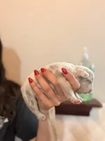 Púa , a male French Bulldog for sale in San Antonio, TX – 4 of 5