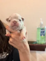 Púa , a male French Bulldog for sale in San Antonio, TX – 1 of 5