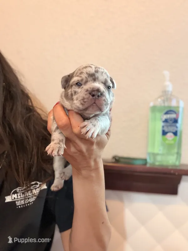 Dehkoo – French Bulldog puppy for sale in San Antonio, TX