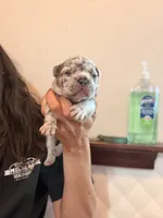 Dehkoo, a male French Bulldog for sale in San Antonio, TX – 1 of 4
