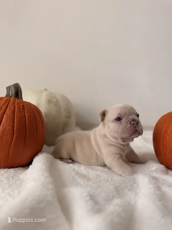Teddi🎀 – French Bulldog puppy for sale in San Antonio, TX