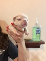 Púa , a male French Bulldog for sale in San Antonio, TX – 2 of 5