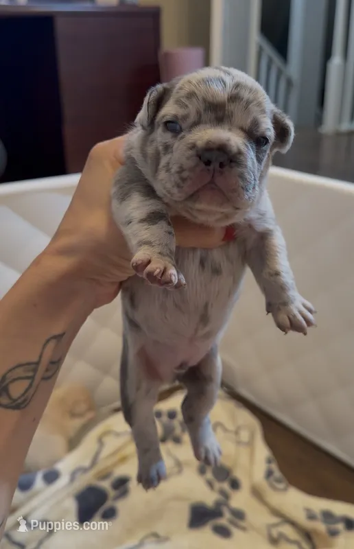 Dehkoo – French Bulldog puppy for sale in San Antonio, TX