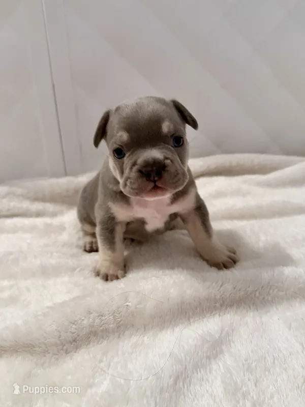 Maue Jr – French Bulldog puppy for sale in San Antonio, TX
