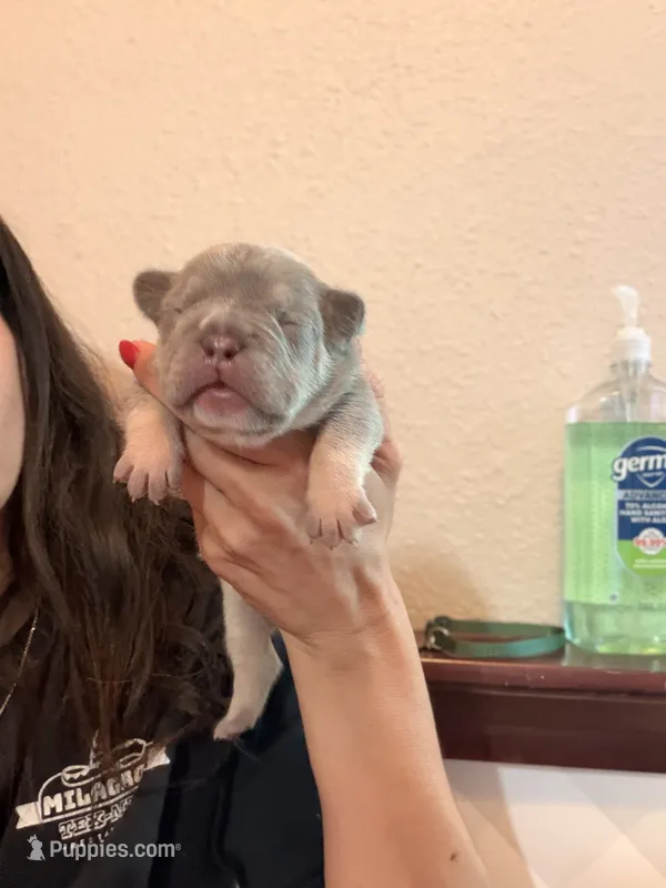 Maue Jr – French Bulldog puppy for sale in San Antonio, TX