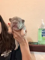 Maue Jr, a male French Bulldog for sale in San Antonio, TX – 1 of 3