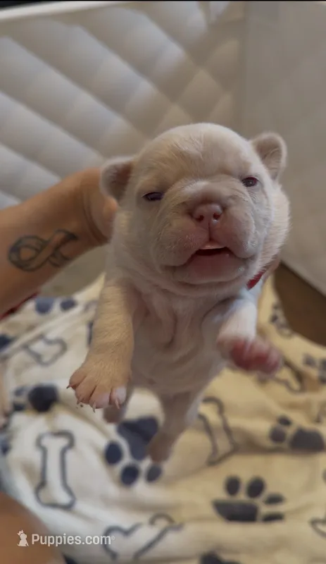Teddi🎀 – French Bulldog puppy for sale in San Antonio, TX