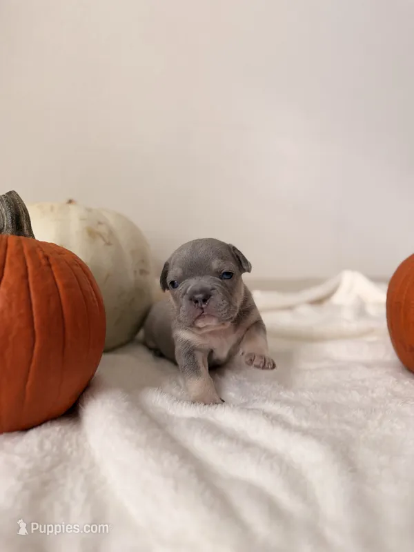 Maue Jr – French Bulldog puppy for sale in San Antonio, TX