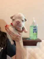 Púa , a male French Bulldog for sale in San Antonio, TX – 3 of 5