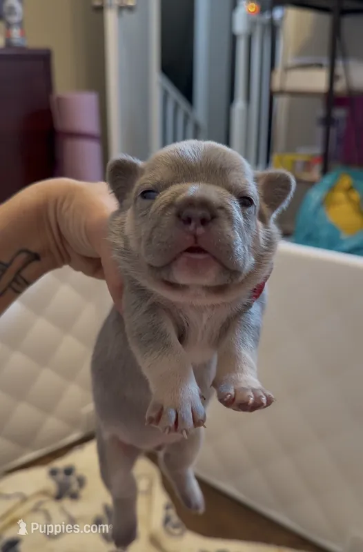 Maue Jr – French Bulldog puppy for sale in San Antonio, TX