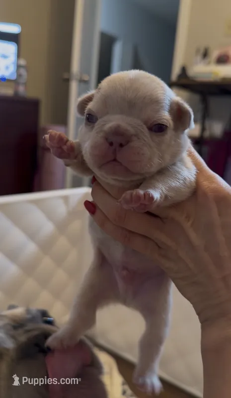 Púa  – French Bulldog puppy for sale in San Antonio, TX