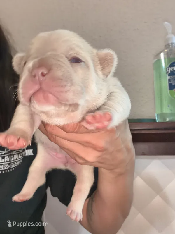 Teddi🎀 – French Bulldog puppy for sale in San Antonio, TX