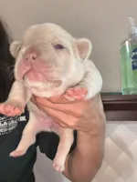 Teddi🎀, a female French Bulldog for sale in San Antonio, TX – 1 of 2
