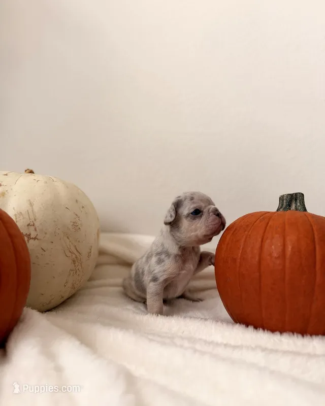 Púa  – French Bulldog puppy for sale in San Antonio, TX