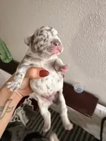 Baby 1 , a male French Bulldog for sale in San Antonio, TX – 1 of 4