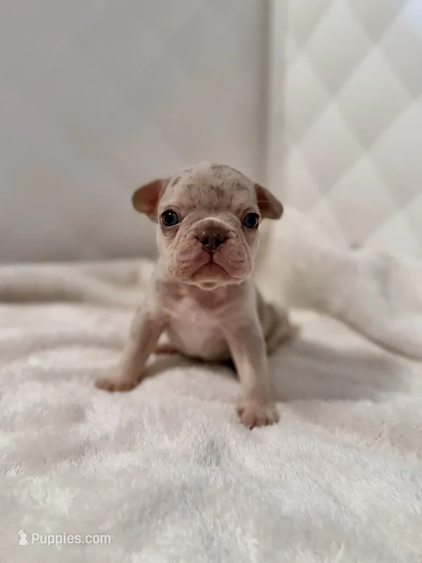 Púa  – French Bulldog puppy for sale in San Antonio, TX