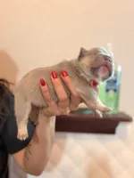 Maue Jr, a male French Bulldog for sale in San Antonio, TX – 2 of 3