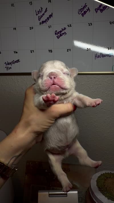 Púa , a male French Bulldog for sale in San Antonio, TX – 5 of 5