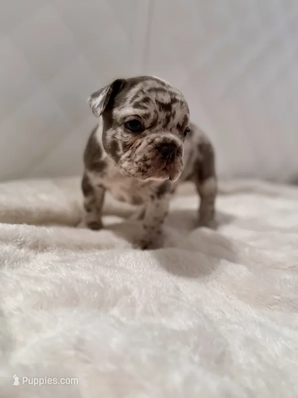 Dehkoo – French Bulldog puppy for sale in San Antonio, TX