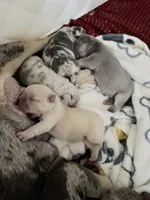 Baby 1 , a male French Bulldog for sale in San Antonio, TX – 4 of 4