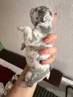 Baby 1 , a male French Bulldog for sale in San Antonio, TX – 2 of 4
