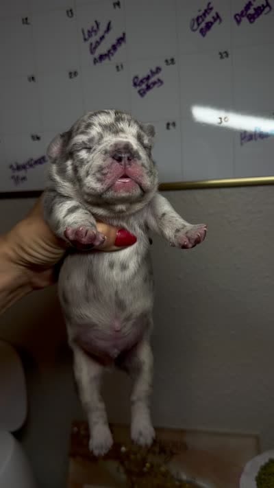 Dehkoo, a male French Bulldog for sale in San Antonio, TX – 4 of 4