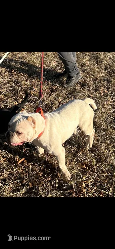 Fog, a male American Bully for sale in Reading, PA – Photo 1 of 4