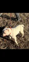 Fog, a male American Bully for sale in Reading, PA – Photo 1 of 4