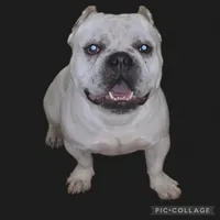 Fog, a male American Bully for sale in Reading, PA – Photo 4 of 4