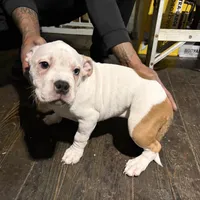 BG, a female American Bully for sale in Reading, PA – Photo 5 of 10