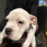 BG, a female American Bully for sale in Reading, PA – Photo 3 of 10