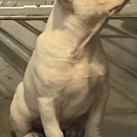 BG, a female American Bully for sale in Reading, PA – Photo 10 of 10