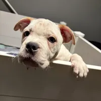 BG, a female American Bully for sale in Reading, PA – Photo 2 of 10