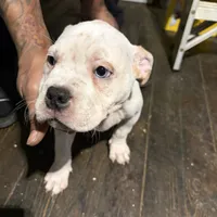 BG, a female American Bully for sale in Reading, PA – Photo 8 of 10