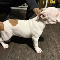 BG, a female American Bully for sale in Reading, PA – Photo 4 of 10