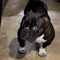 BG, a female American Bully for sale in Reading, PA – Photo 7 of 10