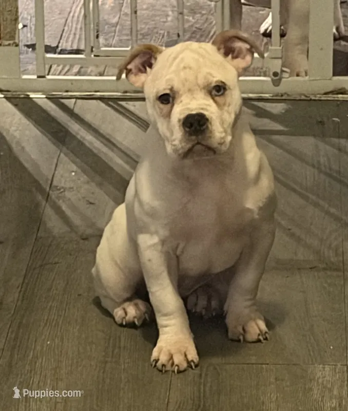 BG – American Bully puppy for sale in Reading, PA